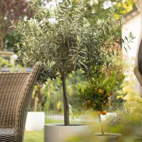 Olive Tree Standard – Hardy Evergreen Olea Europaea – Mediterranean Patio Plant with Decorative Grey-Green Foliage & Fragrant Flowers – Ideal for Gardens – 2 x 20cm Pot by Thompson and Morgan