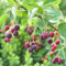 30 piezas semillas de peral de roca, árboles frutales columnares, jardín Planta de pera de roca - Amelanchier alnifolia - planta de balcón, plantas exóticas resistentes árboles frutales,