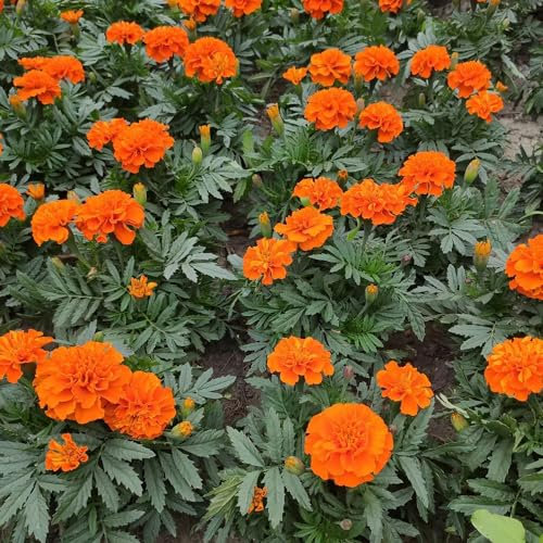 400 Pc Semi Di Calendula Perenne Resistente - Tagetes Erecta - Fiori Decorativi, Semi Di Bonsai Semi Di Tagete, Fiori Di Campo Fiori Da Balcone, Semi Di Fiori Recisi Piante Rampicanti