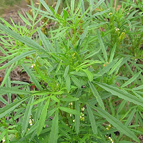 Parsley, HUACATAY Seeds Black Mint Peruvian & Culinary Herb Tagetes Minuta 100PCS Seeds for Planting, Heirloom, Open Pollinated, Non-GMO, Farm & Garden Culinary