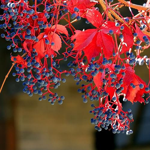 100 pcs wilder Wein pflanze winterhart samen - saat pflanzen für balkonkästen winterhart Creeper,Parthenocissus Quinquefolia,Parthenocissus tricuspidata plant saatgut alte sorten stauden