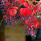 100 pcs wilder Wein pflanze winterhart samen - saat pflanzen für balkonkästen winterhart Creeper,Parthenocissus Quinquefolia,Parthenocissus tricuspidata plant saatgut alte sorten stauden