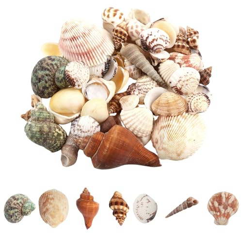 JAONLD Muscheln, 200g Muschel Deko Kleine Shells Mixed Muschelschale Natürliche Muscheln zum Basteln für Kerzenherstellung, Heimdekomischungen, Aquarium und Vase Füllstoff (2-8cm)