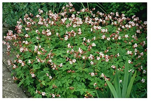 10 x Geranium macrorrhizum 'Ingwersen's Variety' (Winterhart/Stauden/Staude/Mehrjährig/Immergrün) Balkan Storchenschnabel/Storchschnabel - Duftender Bodendecker mit Blütenzauber - von Stauden Gänge