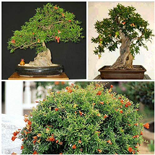 Portal Cool Dal 50 De Punica granatum Nana, melograno nano, Bonsai da f