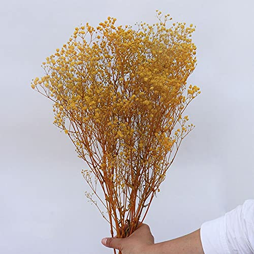 YIWOYI Natürliche Gypsophila getrocknete Blumen, natürlich frische Schleierkraut-Paniculata, Blumensträuße, Geschenk für Hochzeitsdekoration, Heimdekoration (gelb, 40–55 cm, 80 g)