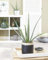 1 x Aloe Vera Barbadensis Miller Lebende Zimmerpflanze Geschenk