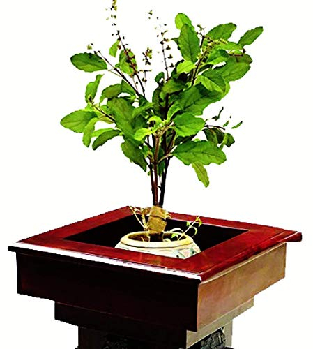 Germinazione I Semi: 100 Semi: Tulsi Semi, Healing basilico, Ocimum Sanctum, basilico Santo, Tulasi Seeds