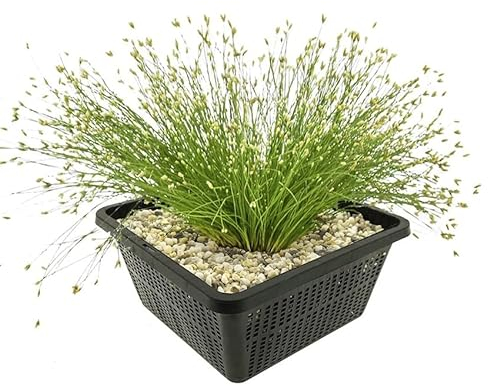vdvelde.com - Nadelsimse - 4 Stück - 1 Teichkorb - Eleocharis Acicularis - - Sauerstoffpflanze- Ausgewachsene Höhe: 20 cm- Platzierung: -1 bis -20 cm