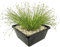 vdvelde.com - Nadelsimse - 4 Stück - 1 Teichkorb - Eleocharis Acicularis - - Sauerstoffpflanze- Ausgewachsene Höhe: 20 cm- Platzierung: -1 bis -20 cm