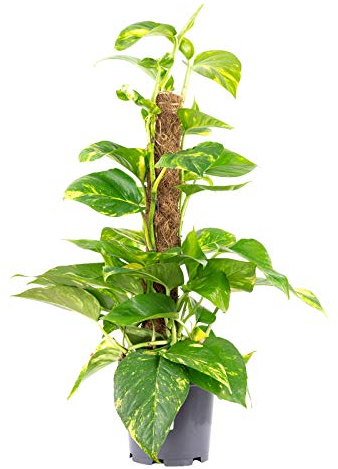 Lierre sur bâton de mousse - Plante d'intérieur facile d'entretien - Hauteur : environ 50 cm - Diamètre du pot : 15 cm
