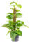 Lierre sur bâton de mousse - Plante d'intérieur facile d'entretien - Hauteur : environ 50 cm - Diamètre du pot : 15 cm
