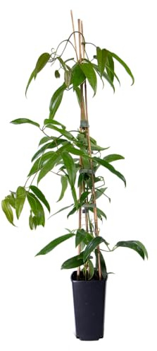 mgc24 Kletterpflanze Clematis armandii immergrüne Waldrebe im 2l-Container 3 Pflanzen