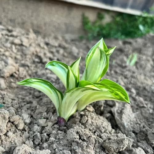 50 pcs funkien pflanze winterhart samen - Hosta plantaginea - blumensamen gastgeschenk, samen funkien samen bienenfreundliche blumensamen, garten geschenk kräuter samen, saatgut schnittblumen,