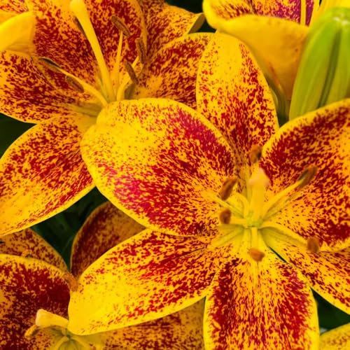 2 piezas Comprar bulbos de lirio - Lilium brownii - plantas hidropónicas, plantas en macetas para exterior lirios gigantes lirios arbóreos tubérculos resistentes flores bulbos regalos