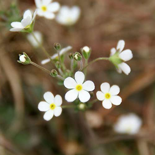 Haloppe 50 Pz Phlox Fiori Piante Semi Per La Piantagione Del Giardino Di Casa, Semi Di Phlox Semi Di Phlox Bianco Per Balcone 50 pz