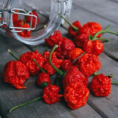 chili chilisamen balkon bio seltene exotische garten hochbeet balkon winterharte für garten, 200samen