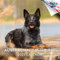 2022 2023 Australian Cattle Dog Calendar,Dog Breed Monatlicher Wandkalender,12x24 offen,Dickes Papier ohne Auslaufen,Geschenk,Akademischer Lehrerplaner Kalender Organisation & Planung,Made in USA