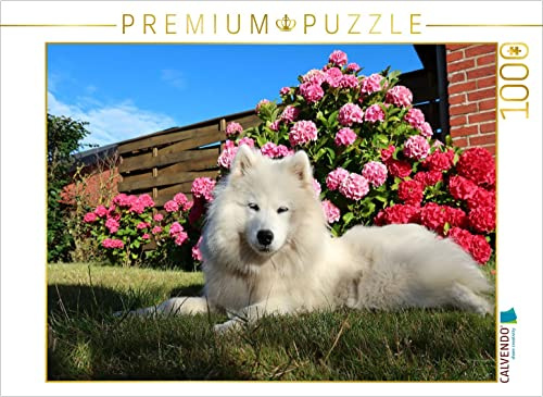 CALVENDO Puzzle Samojede im Garten | 1000 Teile Lege-Größe 64 x 48 cm Foto-Puzzle für glückliche Stunden