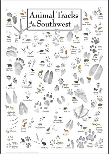 Earth Sky + Water - Animal Tracks of the Southwest - Wandbild Poster