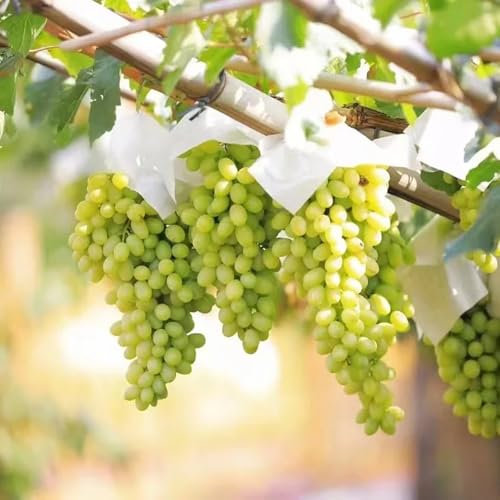 semi di pianta d'uva - semi di frutti colonnari piantare l'uva semi di frutta da interno in serra piante da giardino roccioso resistenti piante di alberi da frutto colonnari per il 1200pcs
