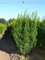 Fruchtende Eibe Taxus Hicksii 140-160 cm. 3 Pflanzen. Sichtschutz Eibenhecke