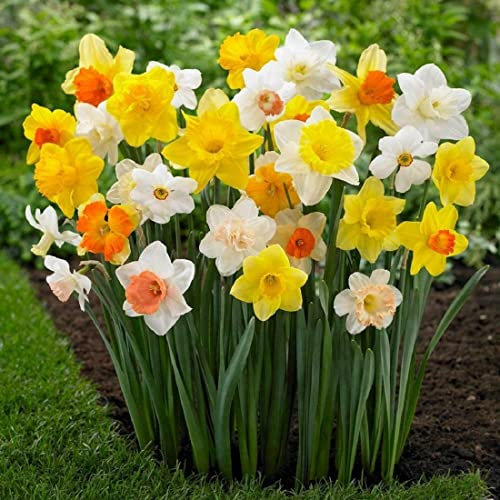 CSL sunrise 50 Großblumige gemischte Narzissen Blumenzwiebeln höchste Keimrate, Mehrfarbig