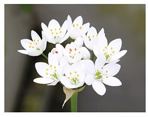 20x Allium Neapolitanum Spring Flowering Bulbs Plant in Pots Borders Garden Perennial Bee Friendly White Flowers
