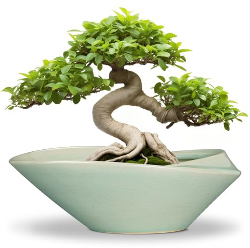 EPFamily Bonsai-Topf – 30,5 cm Keramik-Pflanztopf mit Ablaufloch, großer moderner Übertopf, dekorativ, glasiert, Sukkulenten-Blumentopf für Innen- und Außenbereich, Grün