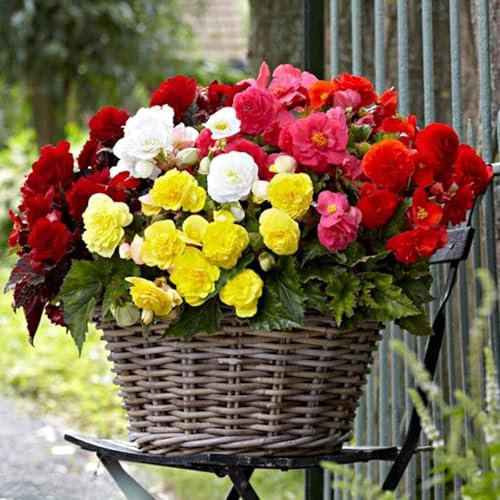 5 x Begonia Double Mixed – Boldly Coloured, Frilly Blooms – Summer Flowering Bulbs – Perennial – Plant Now for Your Beautiful Garden