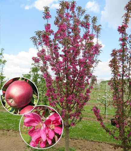 BALDUR Garten Säulen-Apfel 'Tigawa',1 Pflanze, Für kleine Gärten, Balkone & Terrassen,Reichtragende Spitzensorte,Rotfleischige, saftige, gut haltbare Äpfel