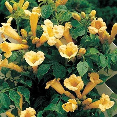 5 Semillas de Campsis Radicans Flava amarillo enredadera de trompeta