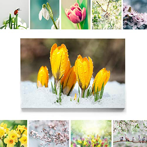 Bezaubernde Frühlingsblume, Gelber Krokus im Schnee - als großes XXL Leinwand-Bild 120x80cm. Ideal als Hintergrund und Dekoration für Wohnzimmer & Schlafzimmer. Aufgespannt auf 2cm Holzrahmen