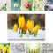 Bezaubernde Frühlingsblume, Gelber Krokus im Schnee - als großes XXL Leinwand-Bild 120x80cm. Ideal als Hintergrund und Dekoration für Wohnzimmer & Schlafzimmer. Aufgespannt auf 2cm Holzrahmen