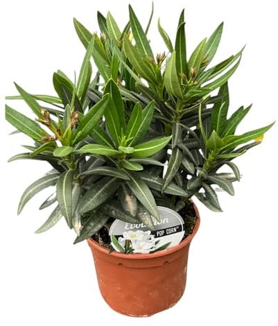 1 PIANTA DI OLEANDRO EVOLUTION POPCORN BIANCO VASO 14CM