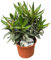 1 PIANTA DI OLEANDRO EVOLUTION POPCORN BIANCO VASO 14CM