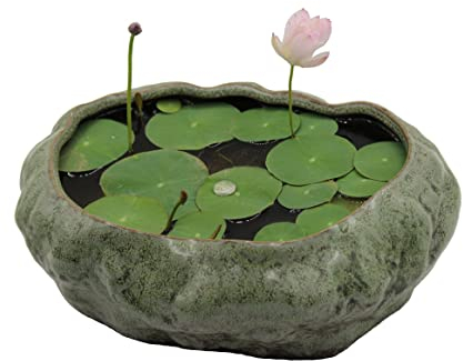 Cotta Planters Bonsai Lotus Topf Flacher Sukkulenten Übertopf Goldfischtopf Premium Keramik mit dekorativer Kupfer-Patina-Glasur