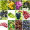 400 pcs trauben pflanzen samen - säulenobst plants robuste balkonpflanzen winterhart,trauben kernlos,weinreben,weintrauben pflanzen,Vitis vinifera, obst samen seed büropflanzen pflanzensamen