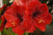 30 + semi - Amaryllis rosso giardino fiorito di fiori di giglio