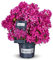 Rhododendron 'Grazeasy® Dark Pink®' - 5 Liter Topf - immergrün - winterhart