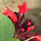 200 pcs schamblume zimmerpflanze samen, Aeschynanthus, topfpflanzen für draußen, blumengarten balkon blumen, pflanzen für garten blumenbeet, topfpflanzen echt blumen samen, exotische