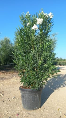 Oleandro a cespuglio Bianco Nerium Oleander pianta in vaso ø24 cm h. 100/150 cm Vivaio di Castelletto