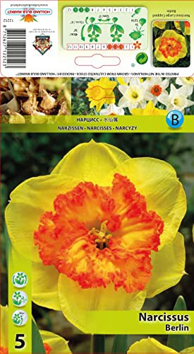 Narzissenzwiebeln : Narcissus Narzissen Osterglocken Narzisse Berlin 5 Blumenzwiebeln