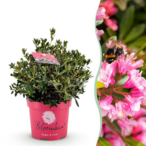 Zwerg-Rhododendron Magenta, immergrüner blühender Zierstrauch mit rosa magenta Blüten, pflegeleicht und schnittverträglich, Ø23cm, 45-55cm hoch, für Hecke, Beet und Garten