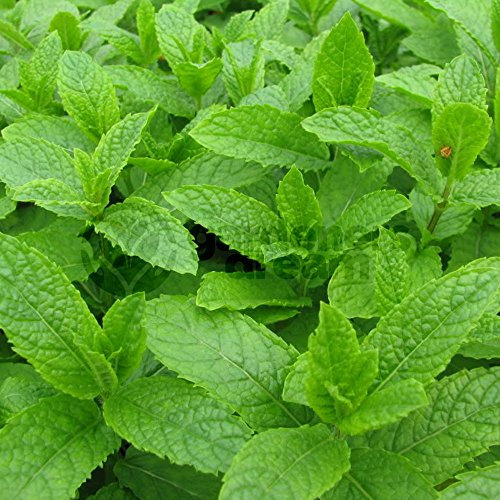 Mint Moroccan - 1 Plant - Garden Kitchen Herb for Cooking Planters Pot
