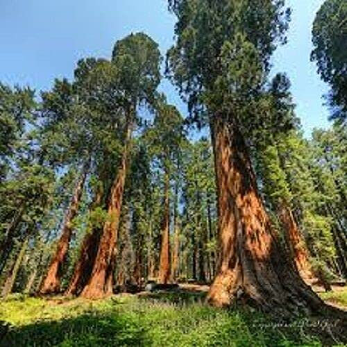 500 Seeds of Sequoiadendron Giganteum Giant Sequoia Redwood Tree