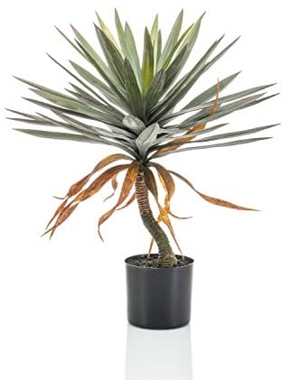 artplants.de False yucca KOUKI, 75 cm