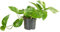 Bloomique - Scindapsus Aureum - Efeutute - Hängepflanze - Zimmerpflanzen - Kletterpflanzen für drinnen - Pflegeleicht - Luftreinigend - Höhe 10-20 cm - Topf 12 cm