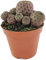 Sulcorebutia rauschii f. violacidermis Kaktus Rebutia Sulco Kakteen - rare Sukkulente