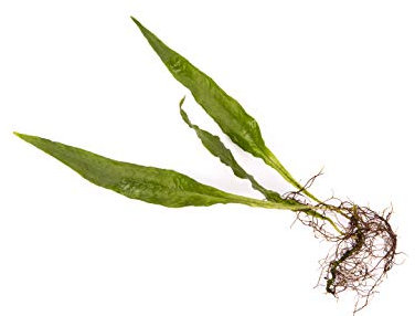 Java Fern Live Aquarium Plant for Coldwater or Tropical Fish Tank Microsorium Pteropus for Bogwood redmoor Root (20)